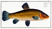 Golden Tench (Cyprinus Tinca auratus) from Ichtylogie, ou Histoire naturelle: g&eacute;nerale et particuli&eacute;re des poissons (1785&ndash;1797) by <a href="http://www.rawpixel.com/search/Marcus%20Elieser%20Bloch?sort=curated&amp;page=1">Marcus Elieser Bloch</a>. Original from New York Public Library. Digitally enhanced by rawpixel.