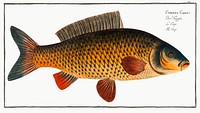 Carp (Cyprinus Carpio) from Ichtylogie, ou Histoire naturelle: g&eacute;nerale et particuli&eacute;re des poissons (1785&ndash;1797) by <a href="http://www.rawpixel.com/search/Marcus%20Elieser%20Bloch?sort=curated&amp;page=1">Marcus Elieser Bloch</a>. Original from New York Public Library. Digitally enhanced by rawpixel.