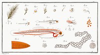 Fish hatching and growing from Ichtylogie, ou Histoire naturelle: g&eacute;nerale et particuli&eacute;re des poissons (1785&ndash;1797) by <a href="http://www.rawpixel.com/search/Marcus%20Elieser%20Bloch?sort=curated&amp;page=1">Marcus Elieser Bloch</a>. Original from New York Public Library. Digitally enhanced by rawpixel.