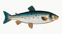 Vintage illustration of Salmon (Salmo Salar)