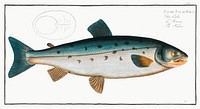 Salmon (Salmo Salar) from Ichtylogie, ou Histoire naturelle: g&eacute;nerale et particuli&eacute;re des poissons (1785&ndash;1797) by <a href="http://www.rawpixel.com/search/Marcus%20Elieser%20Bloch?sort=curated&amp;page=1">Marcus Elieser Bloch</a>. Original from New York Public Library. Digitally enhanced by rawpixel.