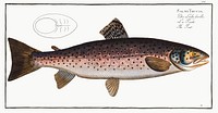 Trut (Salmo Trutta) from Ichtylogie, ou Histoire naturelle: g&eacute;nerale et particuli&eacute;re des poissons (1785&ndash;1797) by <a href="http://www.rawpixel.com/search/Marcus%20Elieser%20Bloch?sort=curated&amp;page=1">Marcus Elieser Bloch</a>. Original from New York Public Library. Digitally enhanced by rawpixel.
