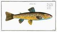 Trout (Salmo Fario) from Ichtylogie, ou Histoire naturelle: g&eacute;nerale et particuli&eacute;re des poissons (1785&ndash;1797) by <a href="http://www.rawpixel.com/search/Marcus%20Elieser%20Bloch?sort=curated&amp;page=1">Marcus Elieser Bloch</a>. Original from New York Public Library. Digitally enhanced by rawpixel.