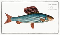 Grayling (Salmo Thymallus) from Ichtylogie, ou Histoire naturelle: g&eacute;nerale et particuli&eacute;re des poissons (1785&ndash;1797) by <a href="http://www.rawpixel.com/search/Marcus%20Elieser%20Bloch?sort=curated&amp;page=1">Marcus Elieser Bloch</a>. Original from New York Public Library. Digitally enhanced by rawpixel.