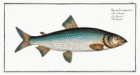 Gwiniad (Salmo Lavaretus) from Ichtylogie, ou Histoire naturelle: g&eacute;nerale et particuli&eacute;re des poissons (1785&ndash;1797) by <a href="http://www.rawpixel.com/search/Marcus%20Elieser%20Bloch?sort=curated&amp;page=1">Marcus Elieser Bloch</a>. Original from New York Public Library. Digitally enhanced by rawpixel.