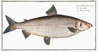 Broad-Gwiniad (Salmo Thymallus latus) from Ichtylogie, ou Histoire naturelle: g&eacute;nerale et particuli&eacute;re des poissons (1785&ndash;1797) by <a href="http://www.rawpixel.com/search/Marcus%20Elieser%20Bloch?sort=curated&amp;page=1">Marcus Elieser Bloch</a>. Original from New York Public Library. Digitally enhanced by rawpixel.