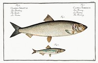 1. Herring (Clupea Harengus) 2. Sprat (Clupea Sprattus) from Ichtylogie, ou Histoire naturelle: g&eacute;nerale et particuli&eacute;re des poissons (1785&ndash;1797) by <a href="http://www.rawpixel.com/search/Marcus%20Elieser%20Bloch?sort=curated&amp;page=1">Marcus Elieser Bloch</a>. Original from New York Public Library. Digitally enhanced by rawpixel.