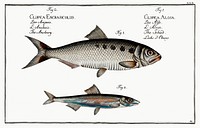 1. Schad (Clupea Alosa) 2. Anchovy (Clupea Encrasicolus) from Ichtylogie, ou Histoire naturelle: g&eacute;nerale et particuli&eacute;re des poissons (1785&ndash;1797) by <a href="http://www.rawpixel.com/search/Marcus%20Elieser%20Bloch?sort=curated&amp;page=1">Marcus Elieser Bloch</a>. Original from New York Public Library. Digitally enhanced by rawpixel.