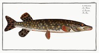 Pike (Esox Lucio) from Ichtylogie, ou Histoire naturelle: g&eacute;nerale et particuli&eacute;re des poissons (1785&ndash;1797) by <a href="http://www.rawpixel.com/search/Marcus%20Elieser%20Bloch?sort=curated&amp;page=1">Marcus Elieser Bloch</a>. Original from New York Public Library. Digitally enhanced by rawpixel.