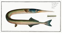 Gar (Esox Belone) from Ichtylogie, ou Histoire naturelle: g&eacute;nerale et particuli&eacute;re des poissons (1785&ndash;1797) by <a href="http://www.rawpixel.com/search/Marcus%20Elieser%20Bloch?sort=curated&amp;page=1">Marcus Elieser Bloch</a>. Original from New York Public Library. Digitally enhanced by rawpixel.