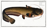 Sheat-fish (Silurus Glanis) from Ichtylogie, ou Histoire naturelle: g&eacute;nerale et particuli&eacute;re des poissons (1785&ndash;1797) by <a href="http://www.rawpixel.com/search/Marcus%20Elieser%20Bloch?sort=curated&amp;page=1">Marcus Elieser Bloch</a>. Original from New York Public Library. Digitally enhanced by rawpixel.
