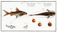1. Longbearded (Silurus Clarias) 2. Crack-Belly (Silurus Ascita) from Ichtylogie, ou Histoire naturelle: g&eacute;nerale et particuli&eacute;re des poissons (1785&ndash;1797) by <a href="http://www.rawpixel.com/search/Marcus%20Elieser%20Bloch?sort=curated&amp;page=1">Marcus Elieser Bloch</a>. Original from New York Public Library. Digitally enhanced by rawpixel.
