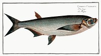 Knife-Carp (Cyprinus Cultratus) from Ichtylogie, ou Histoire naturelle: g&eacute;nerale et particuli&eacute;re des poissons (1785&ndash;1797) by <a href="http://www.rawpixel.com/search/Marcus%20Elieser%20Bloch?sort=curated&amp;page=1">Marcus Elieser Bloch</a>. Original from New York Public Library. Digitally enhanced by rawpixel
