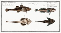1. 2. River Bullhead (Cottus Gobio) 3. 4. Armed Bullhead (Cottus Cataphractus) from Ichtylogie, ou Histoire naturelle: g&eacute;nerale et particuli&eacute;re des poissons (1785&ndash;1797) by <a href="http://www.rawpixel.com/search/Marcus%20Elieser%20Bloch?sort=curated&amp;page=1">Marcus Elieser Bloch</a>. Original from New York Public Library. Digitally enhanced by rawpixel.