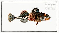 Father Lascher (Cottus Scorpius) from Ichtylogie, ou Histoire naturelle: g&eacute;nerale et particuli&eacute;re des poissons (1785&ndash;1797) by <a href="http://www.rawpixel.com/search/Marcus%20Elieser%20Bloch?sort=curated&amp;page=1">Marcus Elieser Bloch</a>. Original from New York Public Library. Digitally enhanced by rawpixel.