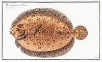 Argus-Flounder (Pleuronectes Argus) from Ichtylogie, ou Histoire naturelle: g&eacute;nerale et particuli&eacute;re des poissons (1785&ndash;1797) by <a href="http://www.rawpixel.com/search/Marcus%20Elieser%20Bloch?sort=curated&amp;page=1">Marcus Elieser Bloch</a>. Original from New York Public Library. Digitally enhanced by rawpixel.