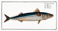 Mackrel (Scomber Scomber) from Ichtylogie, ou Histoire naturelle: g&eacute;nerale et particuli&eacute;re des poissons (1785&ndash;1797) by <a href="http://www.rawpixel.com/search/Marcus%20Elieser%20Bloch?sort=curated&amp;page=1">Marcus Elieser Bloch</a>. Original from New York Public Library. Digitally enhanced by rawpixel.