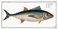 Tunny (Scomber Thynnus) from Ichtylogie, ou Histoire naturelle: g&eacute;nerale et particuli&eacute;re des poissons (1785&ndash;1797) by <a href="http://www.rawpixel.com/search/Marcus%20Elieser%20Bloch?sort=curated&amp;page=1">Marcus Elieser Bloch</a>. Original from New York Public Library. Digitally enhanced by rawpixel.