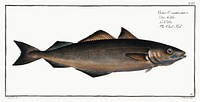 Coal Fish (Gadus Carbonarius) from Ichtylogie, ou Histoire naturelle: g&eacute;nerale et particuli&eacute;re des poissons (1785&ndash;1797) by <a href="http://www.rawpixel.com/search/Marcus%20Elieser%20Bloch?sort=curated&amp;page=1">Marcus Elieser Bloch</a>. Original from New York Public Library. Digitally enhanced by rawpixel.