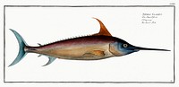 Sword Fish (Xiphias Gladius) from Ichtylogie, ou Histoire naturelle: g&eacute;nerale et particuli&eacute;re des poissons (1785&ndash;1797) by Marcus Elieser Bloch. Original from New York Public Library. Digitally enhanced by rawpixel.