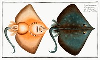 Sharp Nosed-Ray (Raja Oxyrinchus) from Ichtylogie, ou Histoire naturelle: g&eacute;nerale et particuli&eacute;re des poissons (1785&ndash;1797) by <a href="http://www.rawpixel.com/search/Marcus%20Elieser%20Bloch?sort=curated&amp;page=1">Marcus Elieser Bloch</a>. Original from New York Public Library. Digitally enhanced by rawpixel.