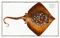 Thornback (Raja clavata) from Ichtylogie, ou Histoire naturelle: g&eacute;nerale et particuli&eacute;re des poissons (1785&ndash;1797) by Marcus Elieser Bloch. Original from New York Public Library. Digitally enhanced by rawpixel.