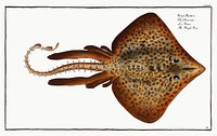 Rough Ray (Raja Rubus) from Ichtylogie, ou Histoire naturelle: g&eacute;nerale et particuli&eacute;re des poissons (1785&ndash;1797) by <a href="http://www.rawpixel.com/search/Marcus%20Elieser%20Bloch?sort=curated&amp;page=1">Marcus Elieser Bloch</a>. Original from New York Public Library. Digitally enhanced by rawpixel.