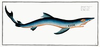 Blue Shark (Squalus Glaucus) from Ichtylogie, ou Histoire naturelle: g&eacute;nerale et particuli&eacute;re des poissons (1785&ndash;1797) by <a href="http://www.rawpixel.com/search/Marcus%20Elieser%20Bloch?sort=curated&amp;page=1">Marcus Elieser Bloch</a>. Original from New York Public Library. Digitally enhanced by rawpixel.