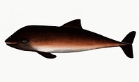 Vintage illustration of Porpesse (Delphinus Phocoena)