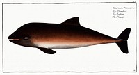 Porpesse (Delphinus Phocoena) from Ichtylogie, ou Histoire naturelle: g&eacute;nerale et particuli&eacute;re des poissons (1785&ndash;1797) by <a href="http://www.rawpixel.com/search/Marcus%20Elieser%20Bloch?sort=curated&amp;page=1">Marcus Elieser Bloch</a>. Original from New York Public Library. Digitally enhanced by rawpixel.
