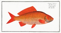 Gold-Fish (Cyprinus Auratus) from Ichtylogie, ou Histoire naturelle: g&eacute;nerale et particuli&eacute;re des poissons (1785&ndash;1797) by <a href="http://www.rawpixel.com/search/Marcus%20Elieser%20Bloch?sort=curated&amp;page=1">Marcus Elieser Bloch</a>. Original from New York Public Library. Digitally enhanced by rawpixel.