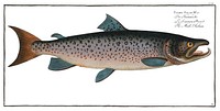 Male-Salmon (Salmo Salar Mas) from Ichtylogie, ou Histoire naturelle: g&eacute;nerale et particuli&eacute;re des poissons (1785&ndash;1797) by Marcus Elieser Bloch. Original from New York Public Library. Digitally enhanced by rawpixel.