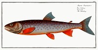 Salveling (Salmo Salvelinus) from Ichtylogie, ou Histoire naturelle: g&eacute;nerale et particuli&eacute;re des poissons (1785&ndash;1797) by <a href="http://www.rawpixel.com/search/Marcus%20Elieser%20Bloch?sort=curated&amp;page=1">Marcus Elieser Bloch</a>. Original from New York Public Library. Digitally enhanced by rawpixel.
