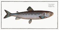 Goeden&#39;s Salmon (Salmo Goedenii) from Ichtylogie, ou Histoire naturelle: g&eacute;nerale et particuli&eacute;re des poissons (1785&ndash;1797) by <a href="http://www.rawpixel.com/search/Marcus%20Elieser%20Bloch?sort=curated&amp;page=1">Marcus Elieser Bloch</a>. Original from New York Public Library. Digitally enhanced by rawpixel.