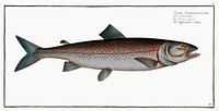 Schifermiller&#39;s Salmon (Salmo Schifermulleri) from Ichtylogie, ou Histoire naturelle: g&eacute;nerale et particuli&eacute;re des poissons (1785&ndash;1797) by <a href="http://www.rawpixel.com/search/Marcus%20Elieser%20Bloch?sort=curated&amp;page=1">Marcus Elieser Bloch</a>. Original from New York Public Library. Digitally enhanced by rawpixel.
