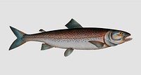 Vintage Schifermiller&#39;s Salmon fish vector