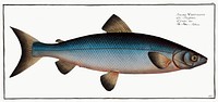 Blue-Salmon (Salmo Wartmanni) from Ichtylogie, ou Histoire naturelle: g&eacute;nerale et particuli&eacute;re des poissons (1785&ndash;1797) by <a href="http://www.rawpixel.com/search/Marcus%20Elieser%20Bloch?sort=curated&amp;page=1">Marcus Elieser Bloch</a>. Original from New York Public Library. Digitally enhanced by rawpixel.