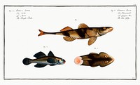1. 2. Rough Perch (Perca Asper) 3. Blue Goby (Gobius Jozo) from Ichtylogie, ou Histoire naturelle: g&eacute;nerale et particuli&eacute;re des poissons (1785&ndash;1797) by <a href="http://www.rawpixel.com/search/Marcus%20Elieser%20Bloch?sort=curated&amp;page=1">Marcus Elieser Bloch</a>. Original from New York Public Library. Digitally enhanced by rawpixel.