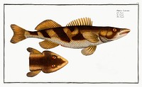 Singel (Perca Zingel) from Ichtylogie, ou Histoire naturelle: g&eacute;nerale et particuli&eacute;re des poissons (1785&ndash;1797) by <a href="http://www.rawpixel.com/search/Marcus%20Elieser%20Bloch?sort=curated&amp;page=1">Marcus Elieser Bloch</a>. Original from New York Public Library. Digitally enhanced by rawpixel.