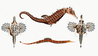 Vintage illustrations of Sea Dragon, Sea-Horse, and Sea-Pipe