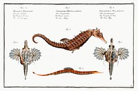 1. 2. Sea Dragon (Pegasus Draconis) 3. Sea-Horse (Syngnathus Hippocampus) 4. Sea-Pipe (Syngnathus Pelagicus) from Ichtylogie, ou Histoire naturelle: g&eacute;nerale et particuli&eacute;re des poissons (1785&ndash;1797) by <a href="http://www.rawpixel.com/search/Marcus%20Elieser%20Bloch?sort=curated&amp;page=1">Marcus Elieser Bloch</a>.