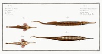 1. 2. Double-Spiny Pipe (Syngnathus Biaculeatus) 3. Swimmer (Pegasus Natans) from Ichtylogie, ou Histoire naturelle: g&eacute;nerale et particuli&eacute;re des poissons (1785&ndash;1797) by <a href="http://www.rawpixel.com/search/Marcus%20Elieser%20Bloch?sort=curated&amp;page=1">Marcus Elieser Bloch</a>. Original from New York Public Library. Digitally enhanced by rawpixel.