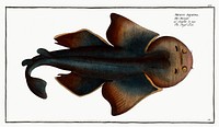 Angel FIsh (Squalus Squatina) from Ichtylogie, ou Histoire naturelle: g&eacute;nerale et particuli&eacute;re des poissons (1785&ndash;1797) by <a href="http://www.rawpixel.com/search/Marcus%20Elieser%20Bloch?sort=curated&amp;page=1">Marcus Elieser Bloch</a>. Original from New York Public Library. Digitally enhanced by rawpixel.