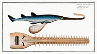 Saw-Fish (Embrio Squali Pristis) from Ichtylogie, ou Histoire naturelle: g&eacute;nerale et particuli&eacute;re des poissons (1785&ndash;1797) by <a href="http://www.rawpixel.com/search/Marcus%20Elieser%20Bloch?sort=curated&amp;page=1">Marcus Elieser Bloch</a>. Original from New York Public Library. Digitally enhanced by rawpixel.