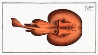 Cramp-Fish (Raja Torpedo) from Ichtylogie, ou Histoire naturelle: génerale et particuliére des poissons (1785–1797) by Marcus Elieser Bloch. Original from New York Public Library. Digitally enhanced by rawpixel.