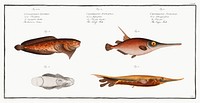 1. Snipe-Fish (Centriscus Scolopax) 2. Knife Fish (Centriscus Scutatus) 3. 4. Unctuous Sucker (Cyclopterus Liparis) from Ichtylogie, ou Histoire naturelle: g&eacute;nerale et particuli&eacute;re des poissons (1785&ndash;1797) by <a href="http://www.rawpixel.com/search/Marcus%20Elieser%20Bloch?sort=curated&amp;page=1">Marcus Elieser Bloch</a>.