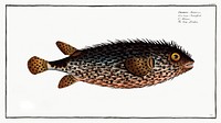 Long Diodon (Diodon Atinga) from Ichtylogie, ou Histoire naturelle: g&eacute;nerale et particuli&eacute;re des poissons (1785&ndash;1797) by <a href="http://www.rawpixel.com/search/Marcus%20Elieser%20Bloch?sort=curated&amp;page=1">Marcus Elieser Bloch</a>. Original from New York Public Library. Digitally enhanced by rawpixel.