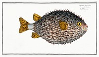 Round Diodon (Diodon Hystrix) from Ichtylogie, ou Histoire naturelle: g&eacute;nerale et particuli&eacute;re des poissons (1785&ndash;1797) by Marcus Elieser Bloch. Original from New York Public Library. Digitally enhanced by rawpixel.