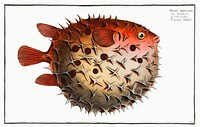Prickly Bottlefish (Diodon orbicularis) from Ichtylogie, ou Histoire naturelle: g&eacute;nerale et particuli&eacute;re des poissons (1785&ndash;1797) by Marcus Elieser Bloch. Original from New York Public Library. Digitally enhanced by rawpixel.