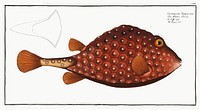 Trunck-fish (Ostracion Triqueter) from Ichtylogie, ou Histoire naturelle: g&eacute;nerale et particuli&eacute;re des poissons (1785&ndash;1797) by <a href="http://www.rawpixel.com/search/Marcus%20Elieser%20Bloch?sort=curated&amp;page=1">Marcus Elieser Bloch</a>. Original from New York Public Library. Digitally enhanced by rawpixel.